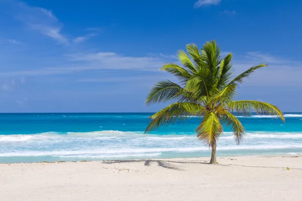 Hindistan cevizi hurma ağacı sahilde, Dominik Cumhuriyeti - Stok İmaj