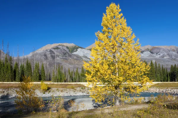 Осень в Национальном парке Кутеней, Британская Колумбия, Канада Лицензионные Стоковые Изображения