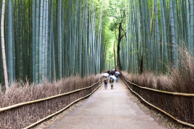 Bamboo Forest, Kyoto, Japan clipart