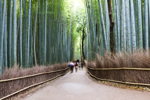 Бамбуковый лес, Киото, Япония — стоковое фото