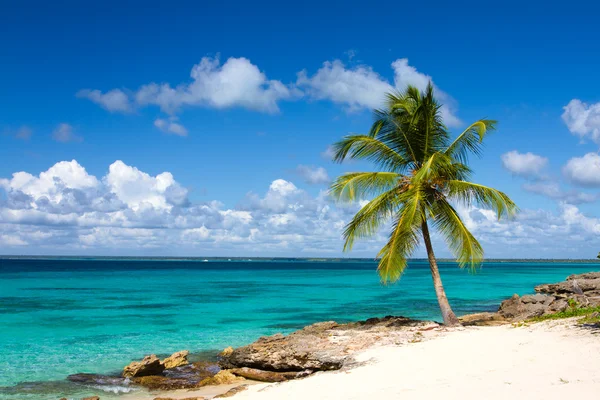 Palmiye ağacı tropikal plaj, saona adadan, Karayip Denizi — Stok fotoğraf