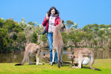 Beautiful young woman feeding kangaroos in Phillip Island Wildli clipart