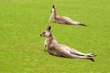 phillip Island wildlife Park iki kanguru
