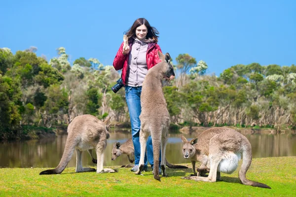 Vacker ung kvinna mata kängurur i phillip island wildli Royaltyfria Stockbilder