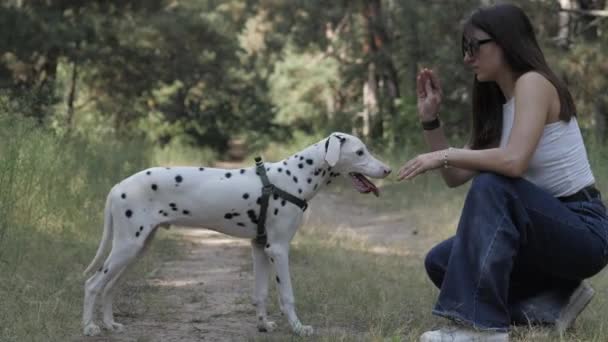 Дівчинка і собака у лісі. Веселого прогулянки в парку з тваринкою. Далмація . — стокове відео