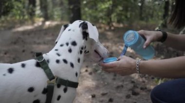 Kız ve Dalmaçyalı bir köpek. Evcil hayvanla neşeli yürüyüş.