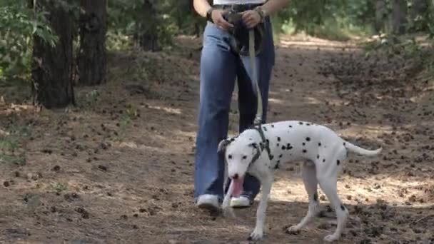 Περπάτα με κατοικίδιο. Κορίτσι και ένα σκυλί. Δαλματίας περπατώντας σε ένα δάσος. — Αρχείο Βίντεο