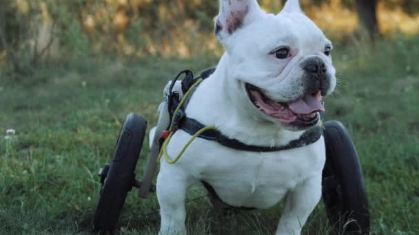 Bulldog in een rolstoel. De hond is uitgeschakeld. Zorg en liefde. De hond zit in een rolstoel. Blinde hond uit de kennel. — Stockvideo