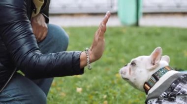 Bir kadın ve bir köpek. Bulldog Kadın Sahibi, evcil hayvanıyla oynuyor ve sıcak havanın tadını çıkarıyor. Arkadaşlık ve sıcak ilişkiler. Favori evcil hayvan, aile üyesi