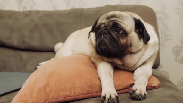 Bulldog. El perro está descansando en un sofá suave y elegante en casa en la sala de estar. perro bulldog francés está sentado, perro pequeño perro divertido hocico. Lindo hogar de animales pura sangre. Formación. — Vídeos de Stock