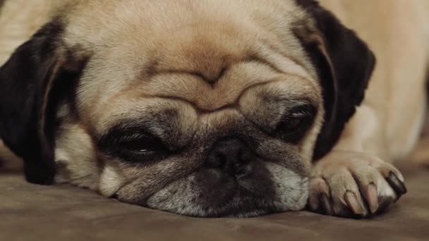 Fransız Bulldog. Köpek evdeki yumuşak, şık bir kanepede dinleniyor. Küçük köpek yavrusu komik bir ağızlık. Şirin bir safkan hayvan evi. Eğitim. — Stok video