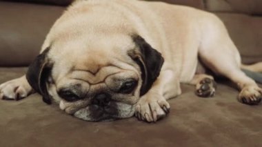 Fransız Bulldog. Köpek evdeki yumuşak, şık bir kanepede dinleniyor. Küçük köpek evcil hayvan komik ağızlık..