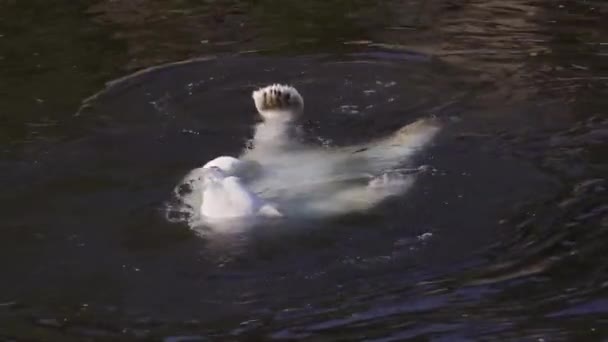 Niedźwiedź polarny pływający w Oceanie Arktycznym. — Wideo stockowe