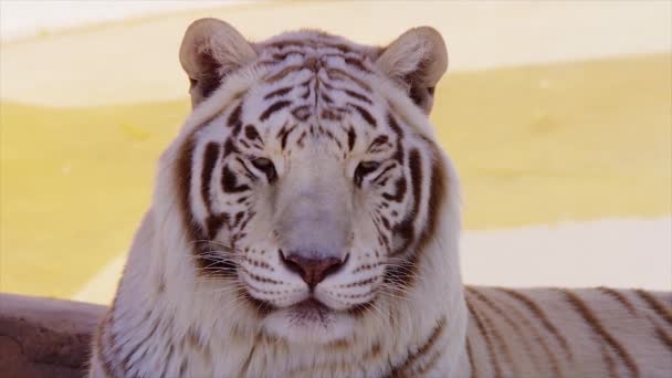 Tigre, grand chat. Un animal sauvage. Beau grand tigre. Portrait d'un prédateur sauvage, un animal — Video