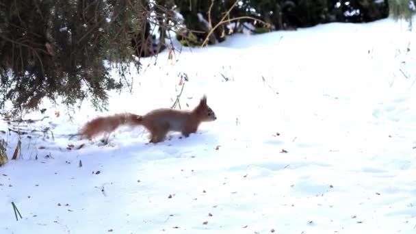 Écureuil en hiver. Animaux de compagnie en hiver. Un rongeur sauvage. Écureuil dans la neige. — Video