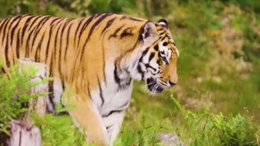 Kaplan, Büyük Kedi. Vahşi hayvan. Vahşi ormandaki güzel büyük kaplan.