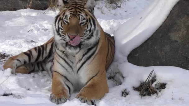 Tygr, velká kočka. Divoké zvíře. Krásné velké tygří lži. symbol roku. Predátor. Pojídač masa. Simoy divokých zvířat. — Stock video