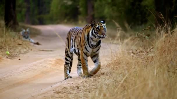 Krásný velký tygr. Tygr, velká kočka. Divoké zvíře. Predátor. Divoká zvěř, safari. — Stock video