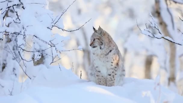 Lynx, furry predator in winter in the snow. Animal in winter. Feline family. — Stockvideo
