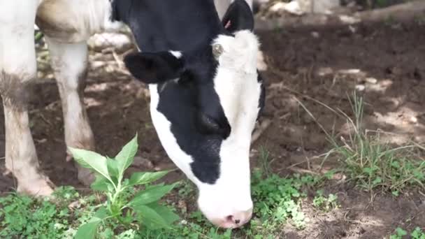 Çayırda süt inekleri. Güneşli bir günde yeşil çayırda inek otluyor. Çiftçilik, çiftlik. — Stok video