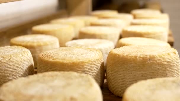 Sert peynirleri olgunlaştırma odası. Peynir kafalar, yuvarlak. Sütçü dükkanı işi. Ekolojik olarak temiz süt ürünleri. — Stok video