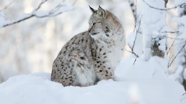 Lynx. Furry predator in winter in the snow. Animal in winter. Feline family. — Stock Video