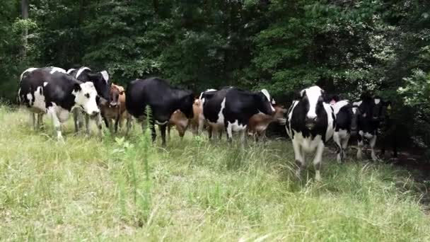 Kráva pasoucí se na zelené louce za slunečného dne. Mléčné krávy na louce. Farmaření, farma. — Stock video