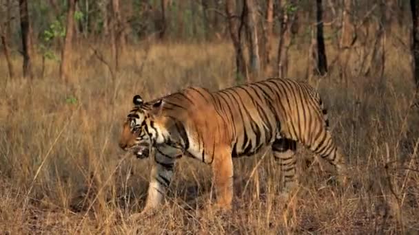 Krásný Tygr. Velká kočka. Divoké zvíře. Predátor. Divoká zvěř, safari. — Stock video