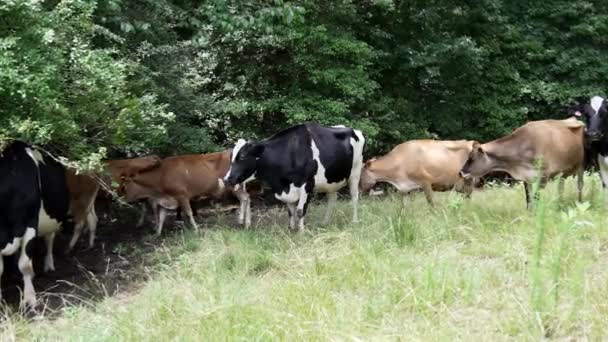 Farming, Farm. Cow Grazing on the green meadow in a sunny day. Milk cows on the meadow. — стоковое видео