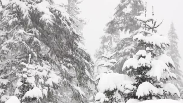 Floresta de Inverno. Neve coberto de árvores. Uma queda de neve. Frio. Congelado. Caminhada na Floresta. — Vídeo de Stock