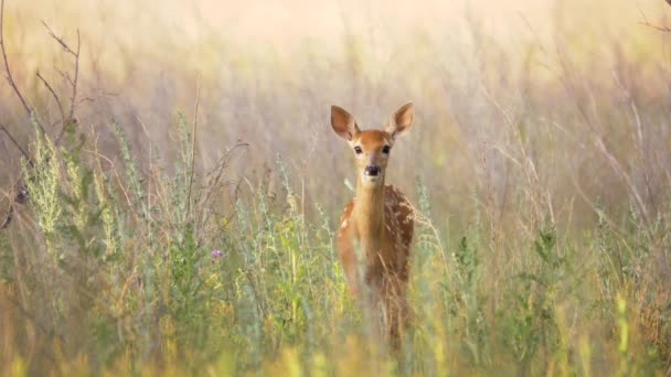 红鹿在自然环境中,野生动物.鹿角，鹿角，鹿角。野生动物。美丽的野生动物，长着大大的眼睛和长长的耳朵. — 图库视频影像