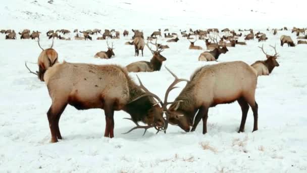 Deer in the natural environment, wild animal. Elk, horned animal. Herd of animals in winter. — Stock Video