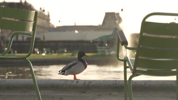 Ente im Stadtpark in der Nähe des großen Sees im Hintergrund der Herbstblätter. — Stockvideo