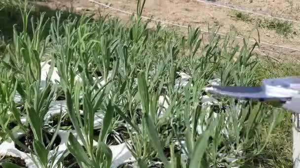 Cultivo de terras agrícolas. Plantando a planta cultivada de sementes de solo na horta. Trabalho agrícola. Agricultura biológica e jardinagem de primavera. Terras aráveis, sujeira. — Vídeo de Stock