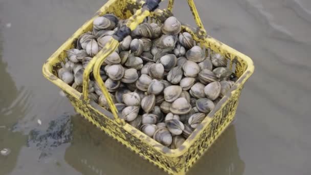 Almejas conchas marinas. Mariscos vivos. Almejas vivas en su entorno natural. — Vídeo de stock