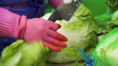 Çin lahanası. Sebzeler. Vejetaryenlik. Sağlıklı yiyecekler. Yiyecek üretimi. Puan