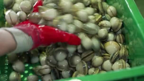 Kerang mentah segar siap untuk memasak. Penjualan kerang, pasar makanan laut, perjalanan, wisatawan. — Stok Video