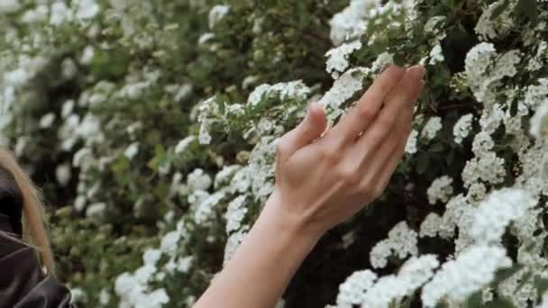 Voorjaarstijd. Voorjaarsbloemen. Een boomgaard. Vrouwen handen raken bloemen aan in de velden. Witte bloem, bloei in de tuin, bloeiende natuur. Voorjaarsstemming, ontwaken van de natuur. — Stockvideo