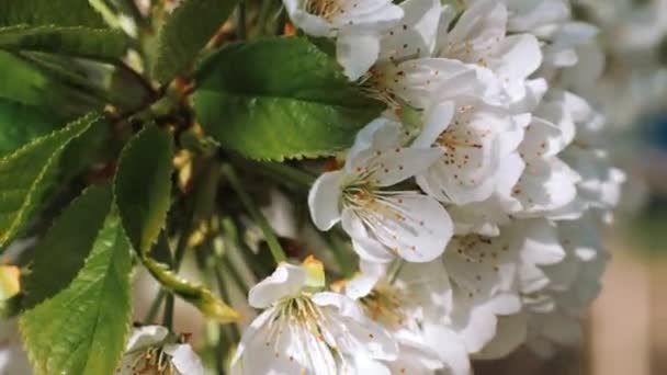 Jaro. Bílá květina, kvetoucí v zahradě stromů, kvetoucí příroda. Jarní nálada, probuzení přírody. Krásné jarní květiny. — Stock video