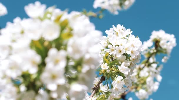 Înfloreşte. Ora primăverii. Floare albă. O viaţă nouă. Înflorire în grădina copacilor. Starea de spirit de primăvară, trezirea naturii. Flori frumoase de primăvară. — Videoclip de stoc
