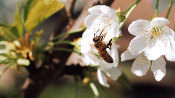 Abejas de miel. Flores de primavera. Las abejas recogen polen de néctar. Primavera. Flor blanca, floreciendo en el jardín de los árboles, floreciendo la Naturaleza. Humor primaveral, despertar de la naturaleza. — Vídeo de stock