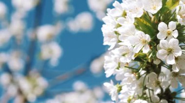 Çiçek açıyor. İlkbahar. Beyaz çiçek. Yeni bir hayat. Ağaçlar bahçesinde çiçek açıyor. Bahar havası, doğanın uyanışı. Bahar Çiçekleri.