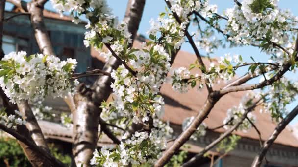 Flowering in the garden of trees. Blooming. Springtime. White flower. New life. Spring mood, awakening of nature. Beautiful Spring Flowers. — ストック動画