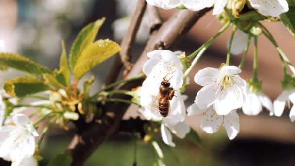 Honey bees. Spring flowers. Bees collecting nectar pollen. Springtime. White flower. Blooming Nature. Spring mood, awakening of nature. — Wideo stockowe