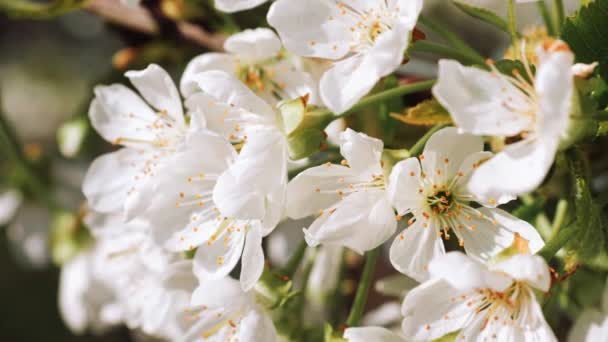 Frumos Copac Ramură Înflorit Floare Albă Felicitări Primăvară Pentru Paşte — Videoclip de stoc