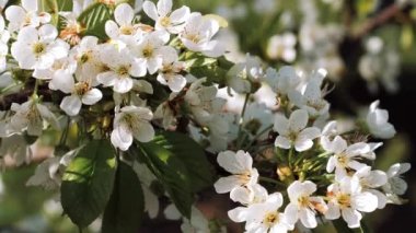 Çiçek açıyor. İlkbahar. Beyaz çiçek. Yeni bir hayat. Ağaçlar bahçesinde çiçek açıyor. Bahar havası. Kiraz çiçekleri.