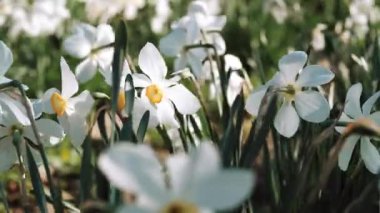Çiçek açıyor. Narcissus. İlkbahar. Beyaz çiçek. Yeni bir hayat. Bahçede çiçek açıyor. Bahar havası, doğanın uyanışı. Güzel Bahar Çiçekleri.