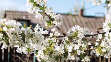 Garden of trees. Blooming. Cherry blossoms. Springtime. White flower. New life. Spring mood, awakening of nature. Beautiful Spring Flowers.