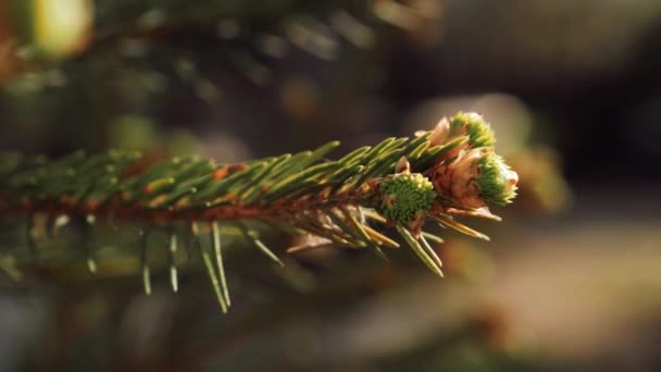 Green Spruce tree, fir. Small trees in summer. Summer nature grass. — Stockvideo