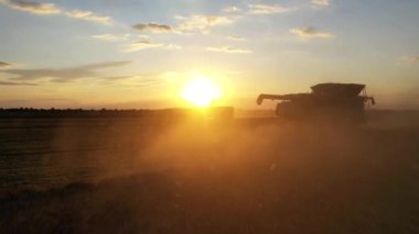 Tarım traktörü. Buğday tarlası. Tarım. Yiyecek endüstrisi. Tarım işi. Hasat, hasat..